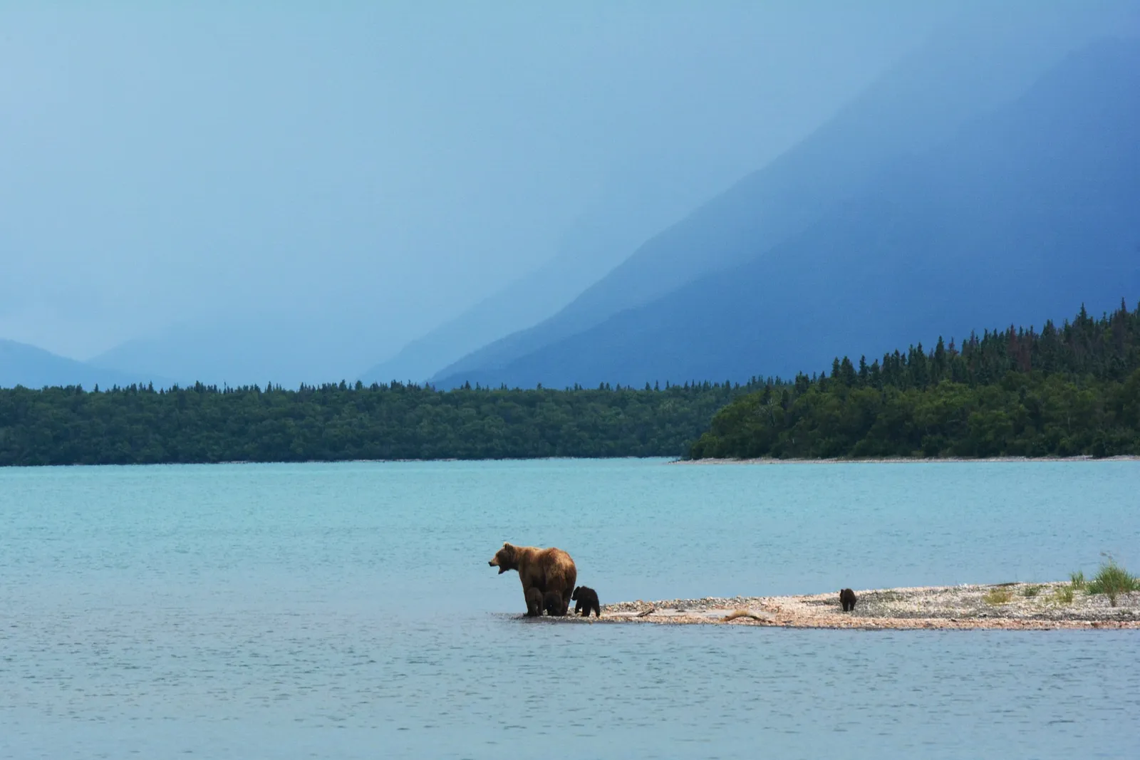 Ós a Alaska